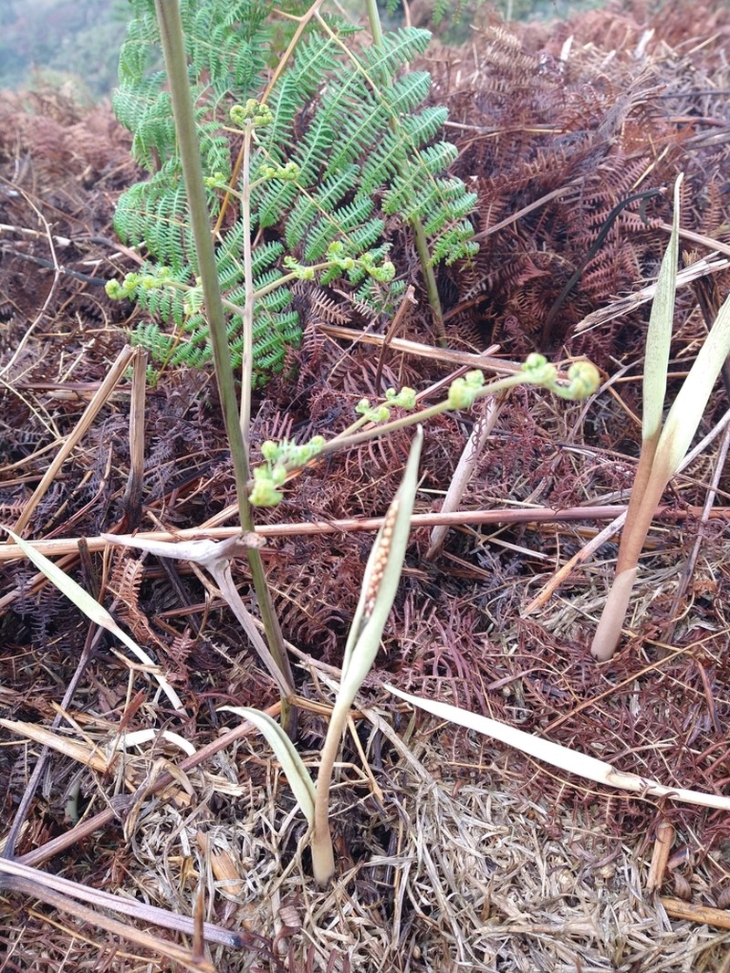 Asterostigma luschnathianum photo 5