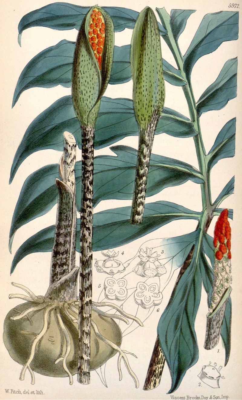 Asterostigma luschnathianum