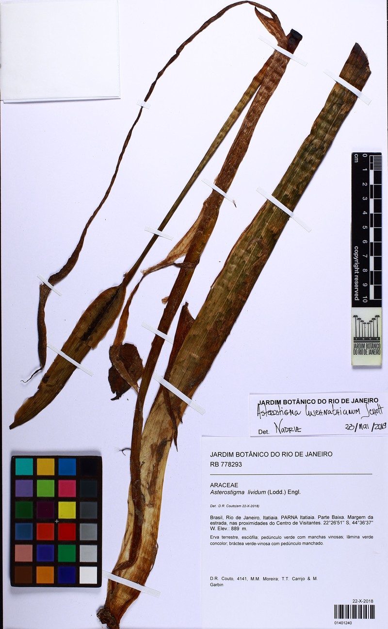 Asterostigma luschnathianum