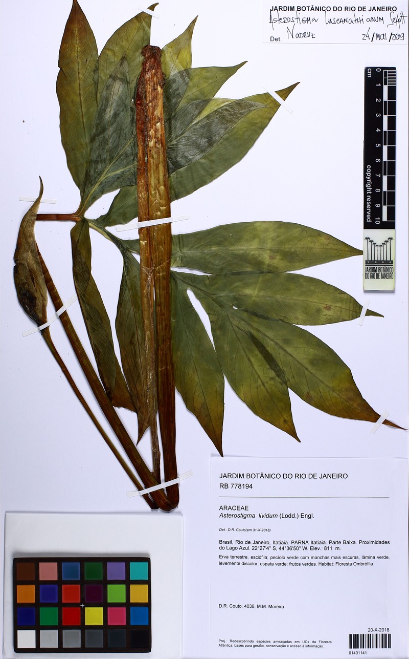 Asterostigma luschnathianum photo 2