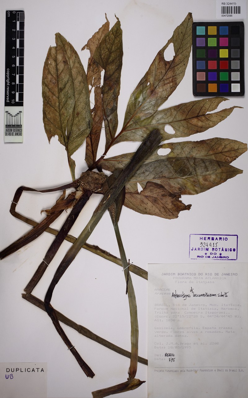 Asterostigma luschnathianum photo 3