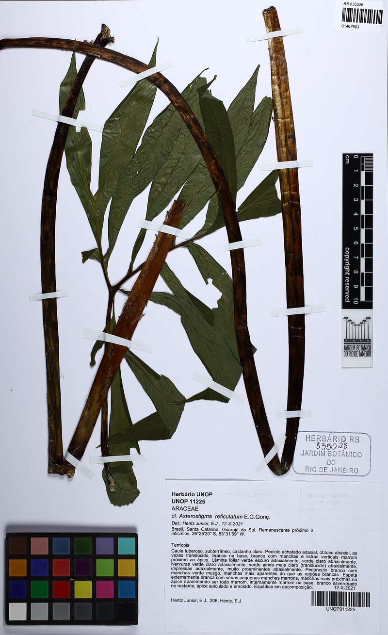 Asterostigma reticulatum