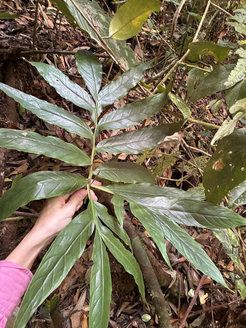 Asterostigma riedelianum photo 2