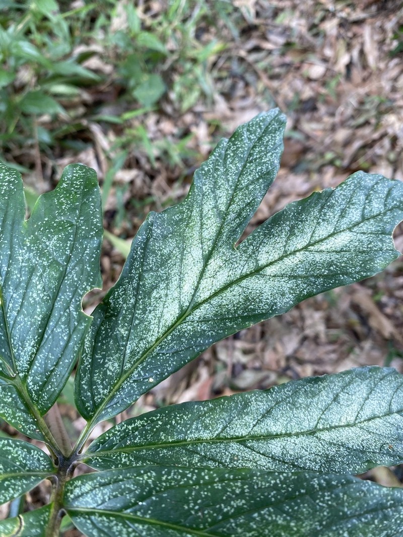 Asterostigma tweedieanum photo 2
