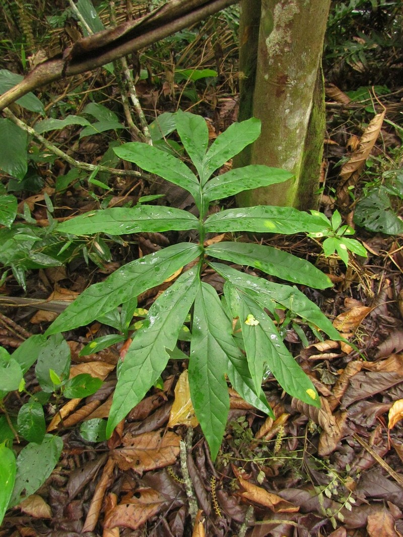 Asterostigma tweedieanum photo 3