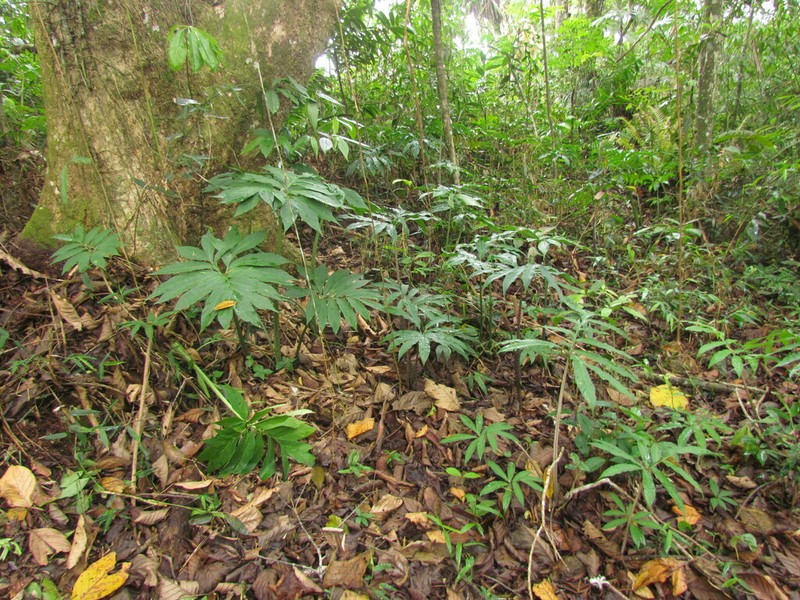 Asterostigma tweedieanum photo 4
