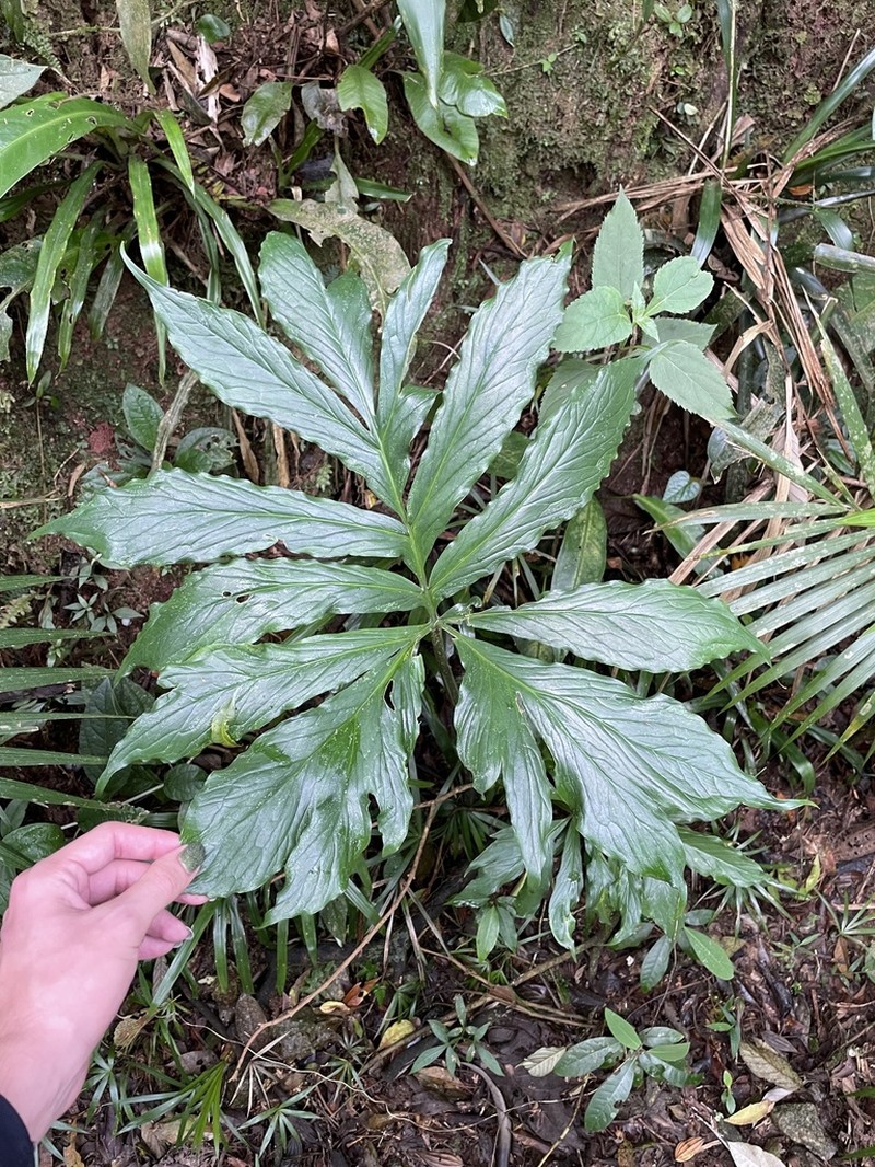 Asterostigma tweedieanum photo 5