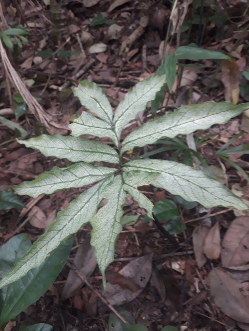 Asterostigma tweedieanum photo 6