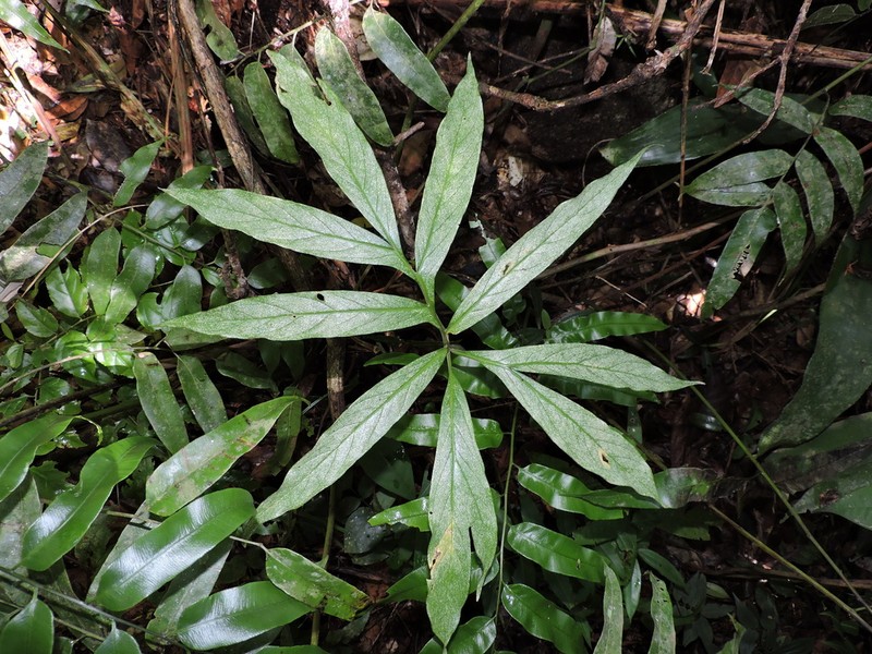 Asterostigma tweedieanum photo 8