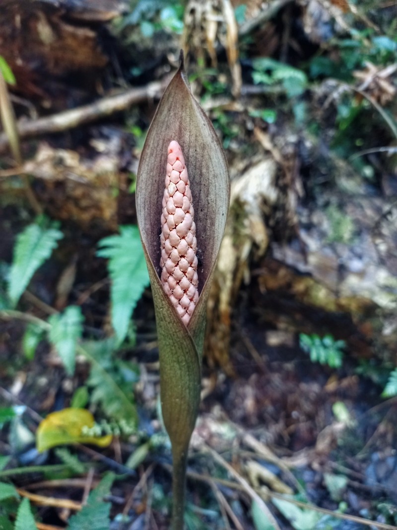 Asterostigma tweedieanum