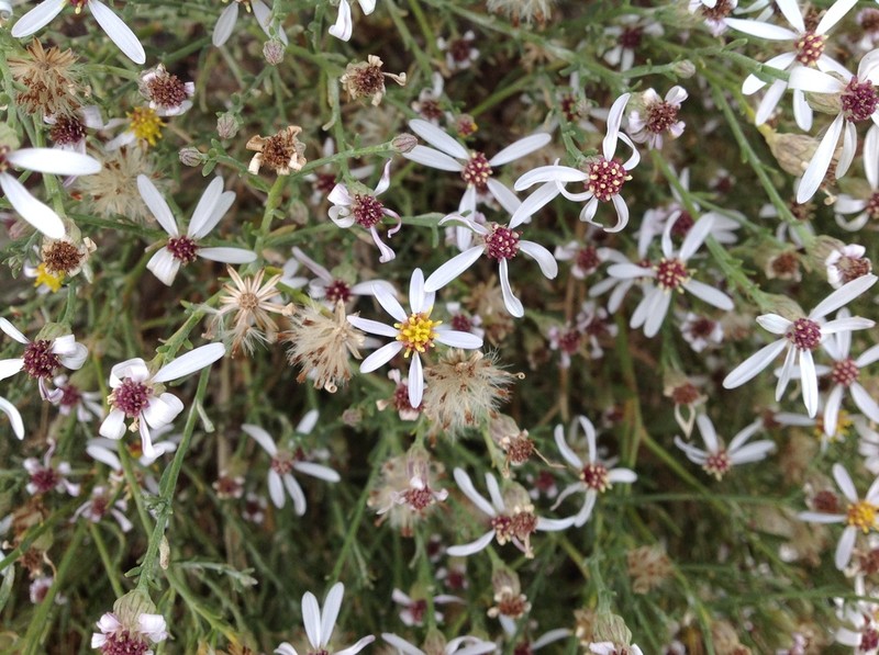 Asterothamnus alyssoides photo 5