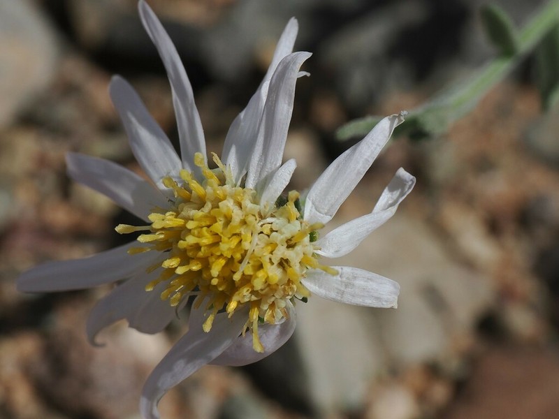 Asterothamnus alyssoides photo 6