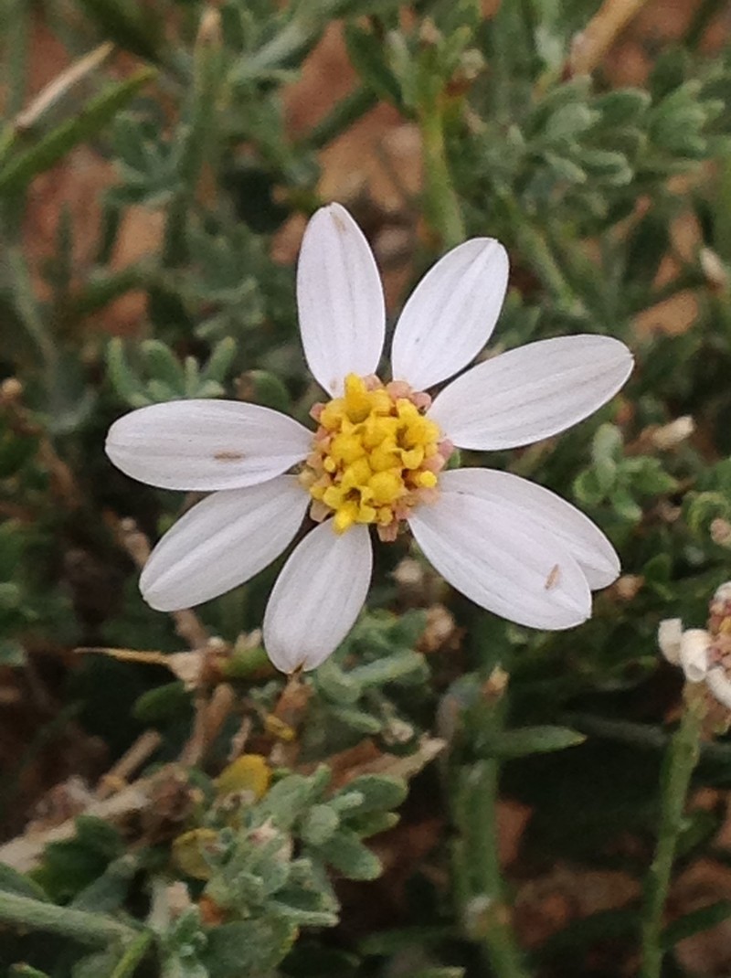 Asterothamnus alyssoides photo 7