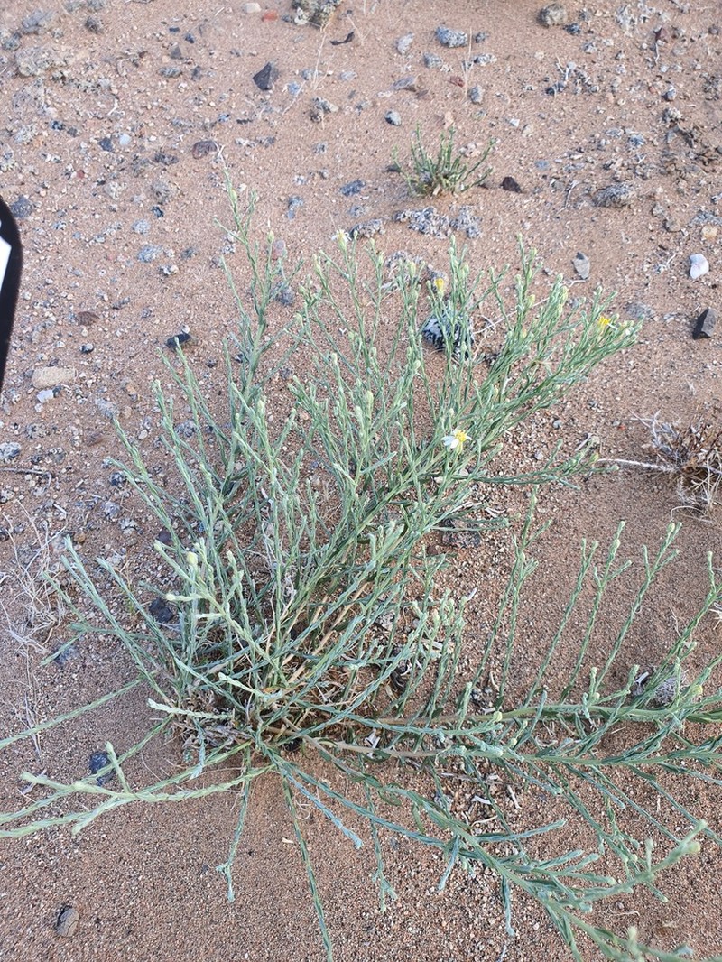 Asterothamnus alyssoides photo 8