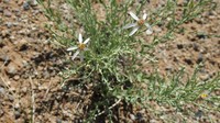 Asterothamnus alyssoides
