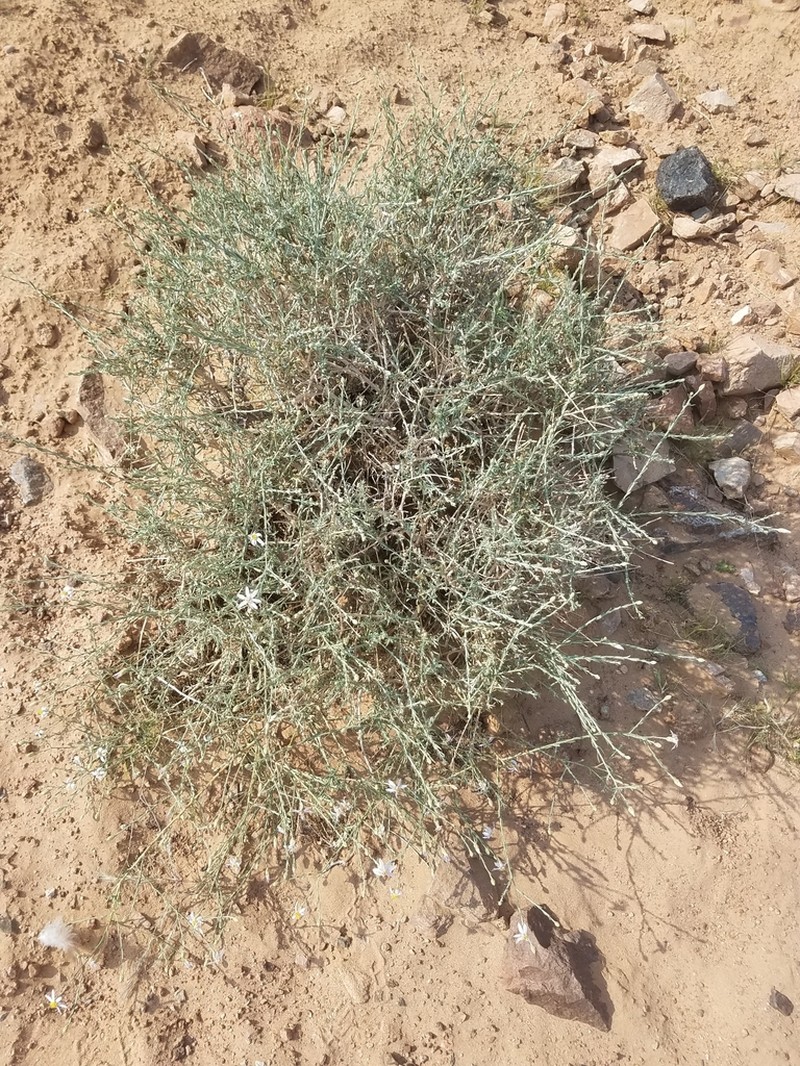 Asterothamnus alyssoides photo 2