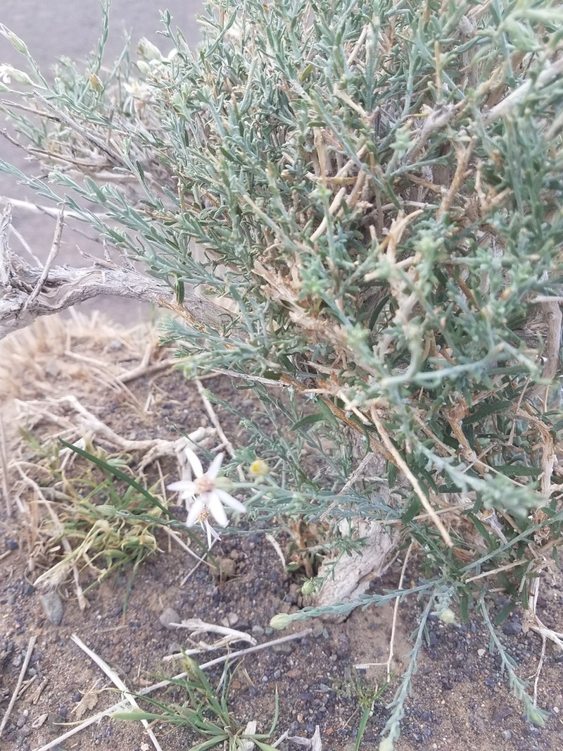 Asterothamnus alyssoides photo 3
