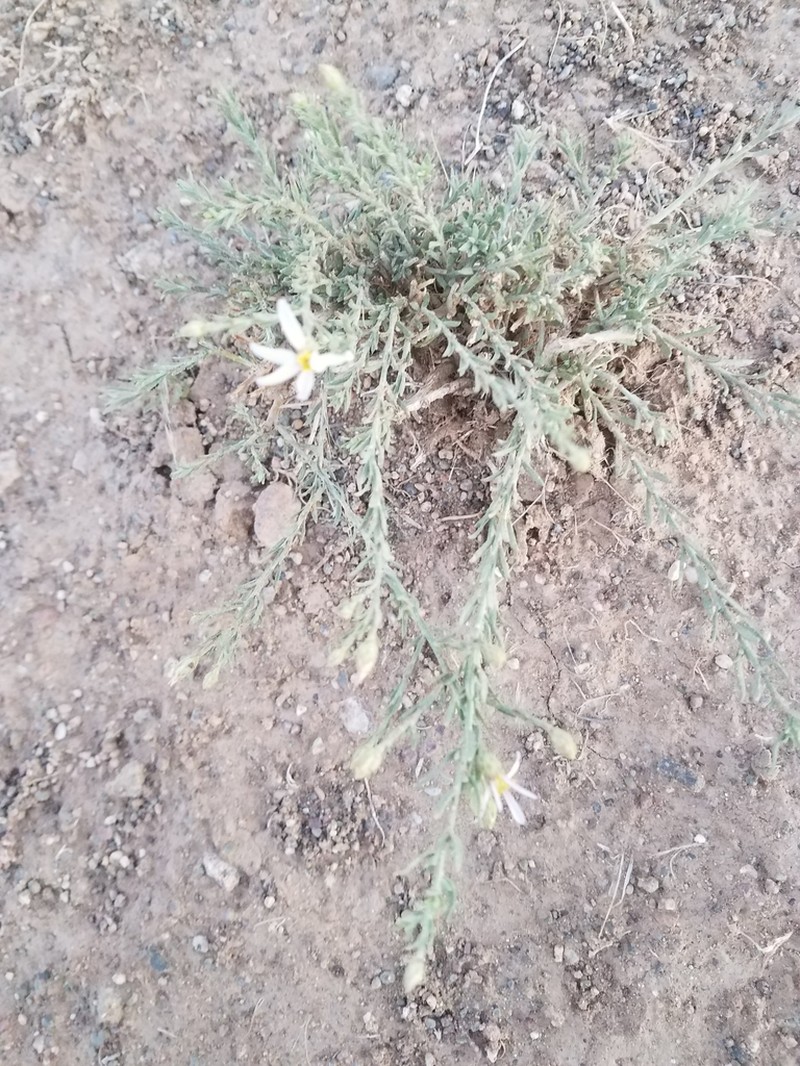 Asterothamnus alyssoides photo 4