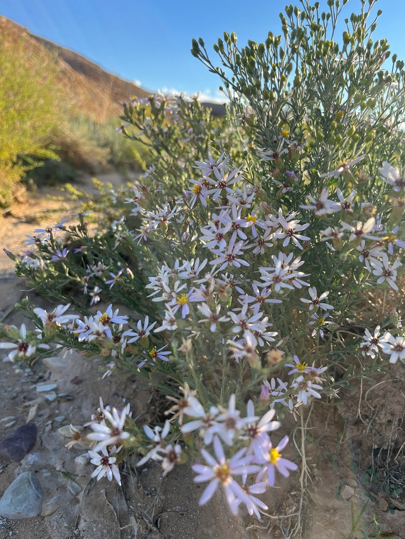 Asterothamnus centrali-asiaticus photo 3
