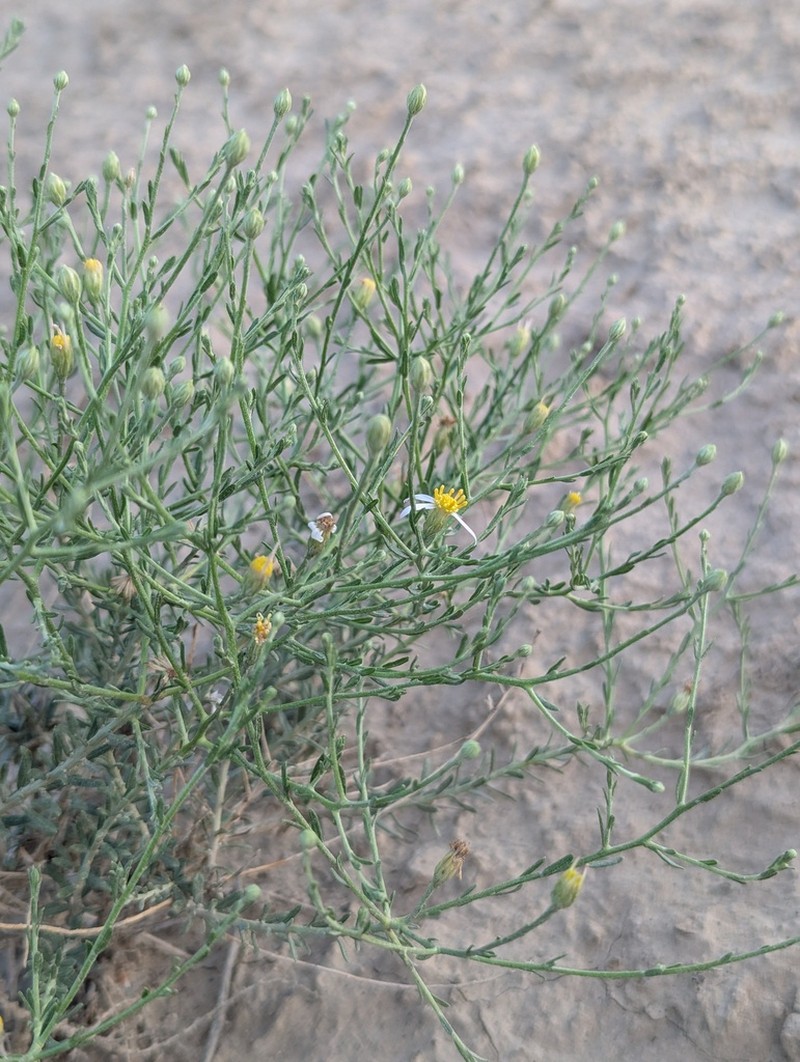 Asterothamnus centrali-asiaticus photo 4
