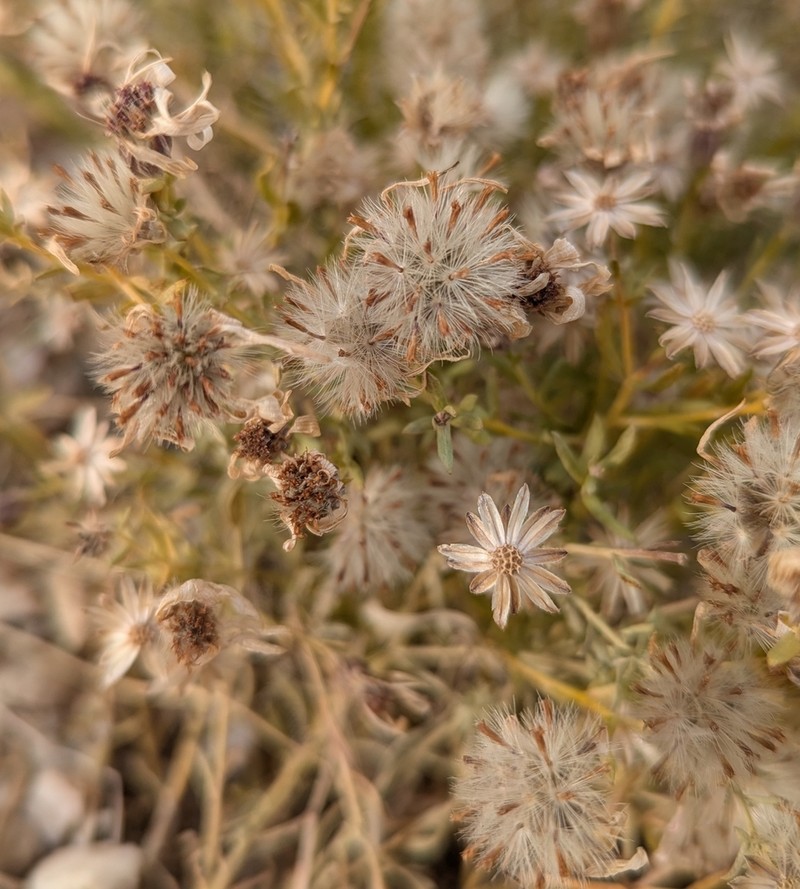 Asterothamnus centrali-asiaticus photo 5