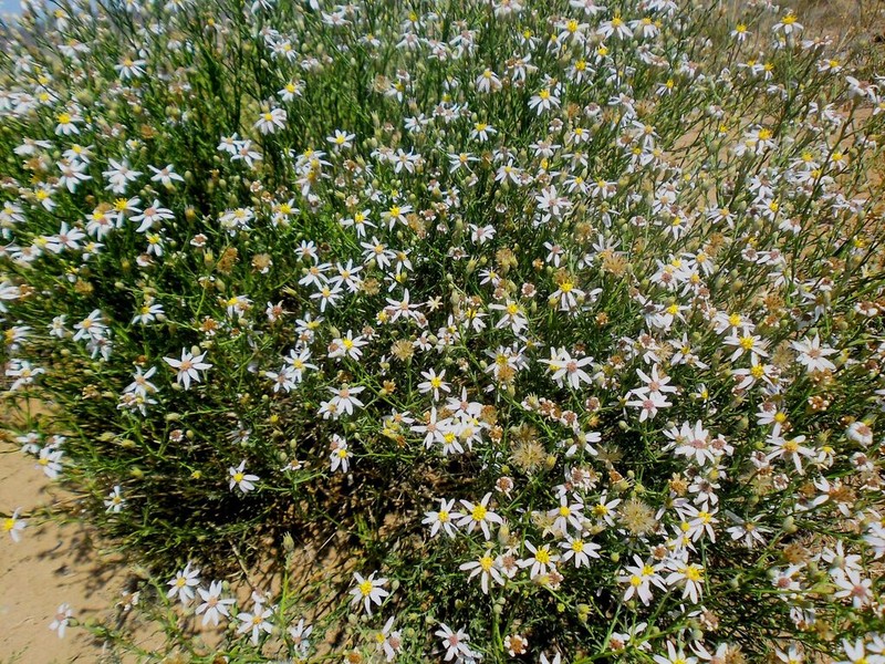 Asterothamnus centrali-asiaticus photo 6