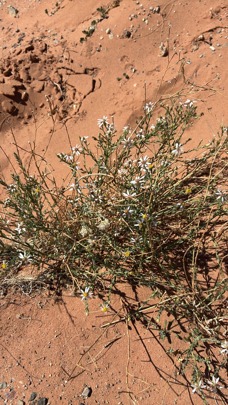 Asterothamnus centrali-asiaticus photo 7