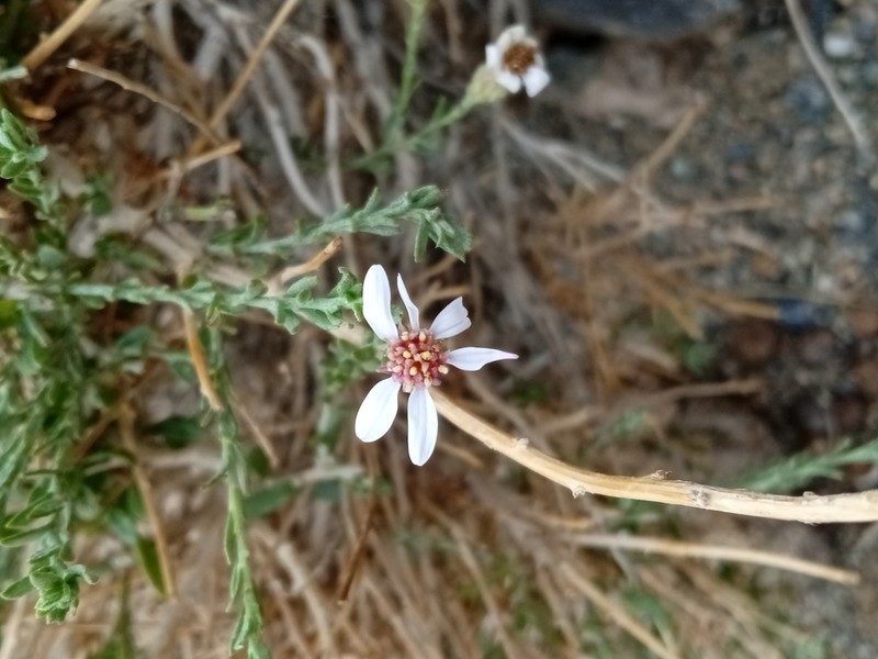 Asterothamnus centrali-asiaticus photo 8