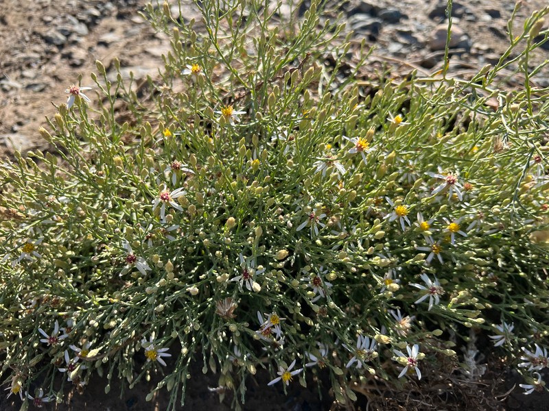 Asterothamnus centrali-asiaticus