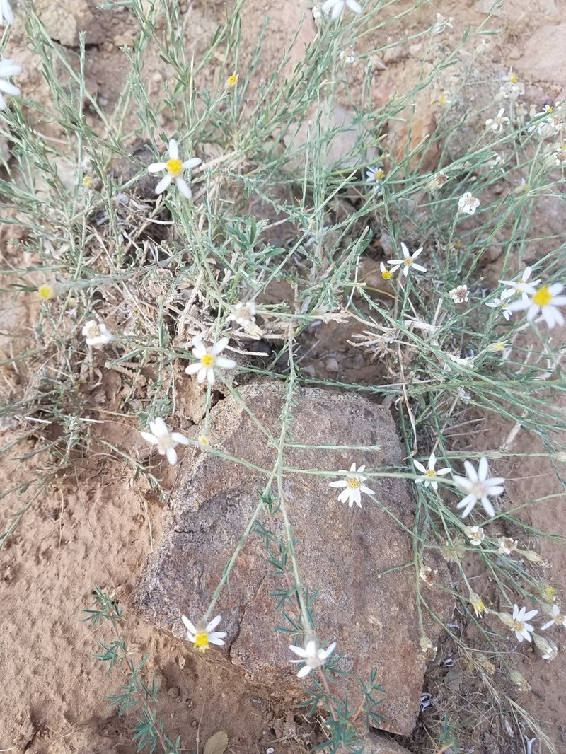Asterothamnus centrali-asiaticus photo 2