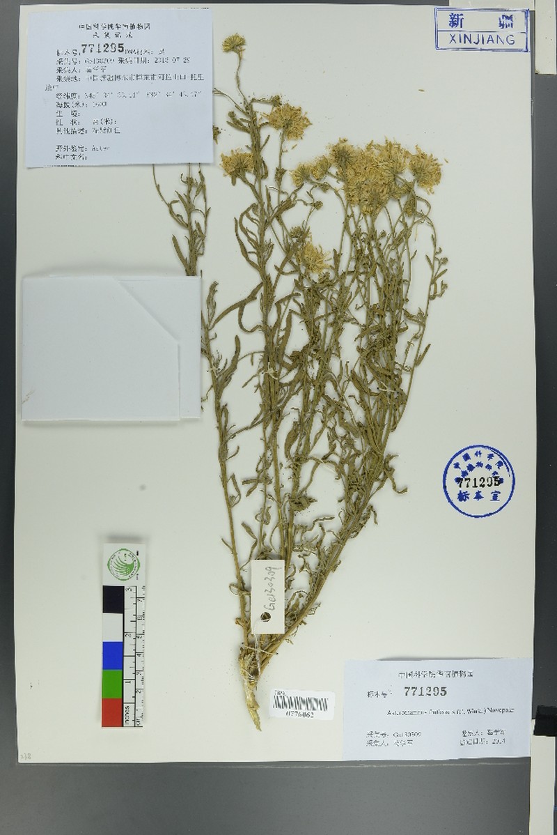 Asterothamnus fruticosus