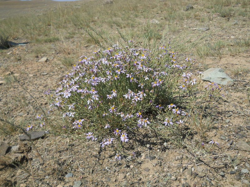 Asterothamnus heteropappoides photo 3