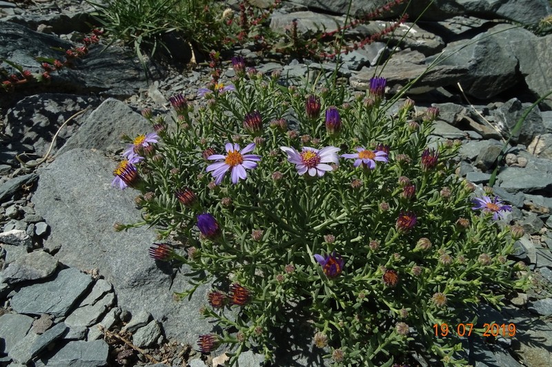 Asterothamnus heteropappoides photo 4