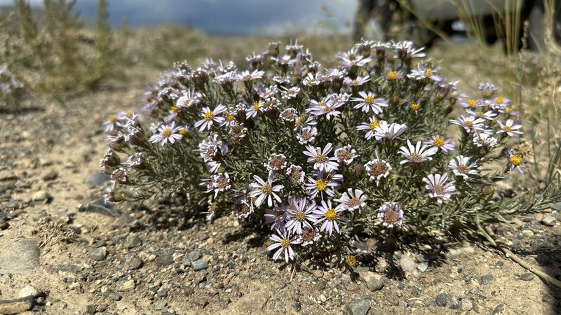 Asterothamnus heteropappoides photo 5