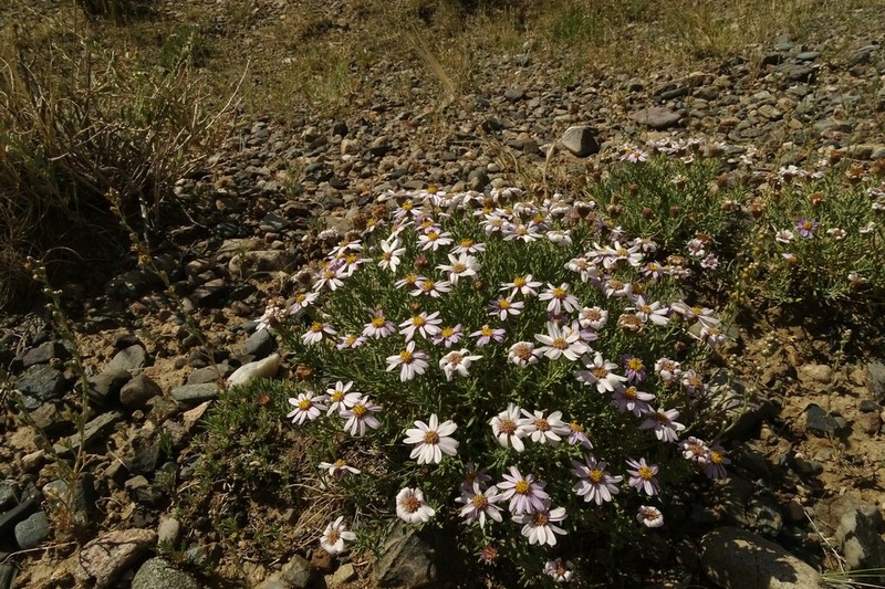 Asterothamnus heteropappoides photo 6
