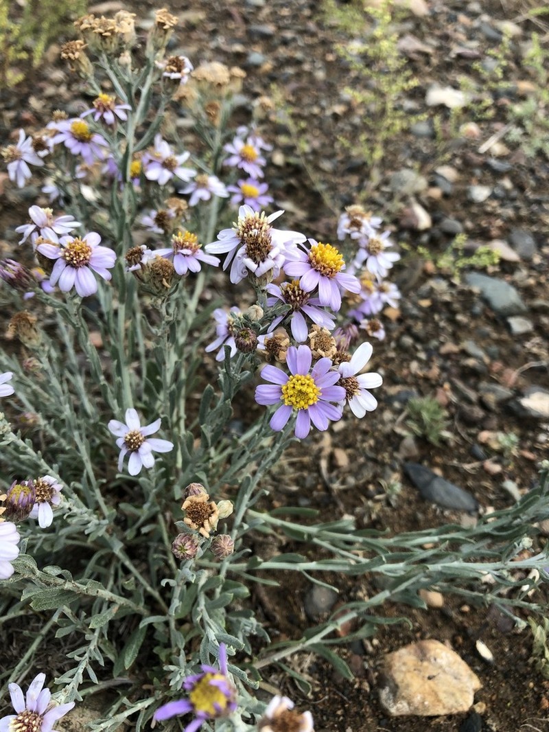Asterothamnus heteropappoides photo 7
