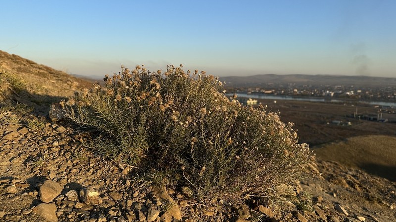 Asterothamnus heteropappoides photo 8