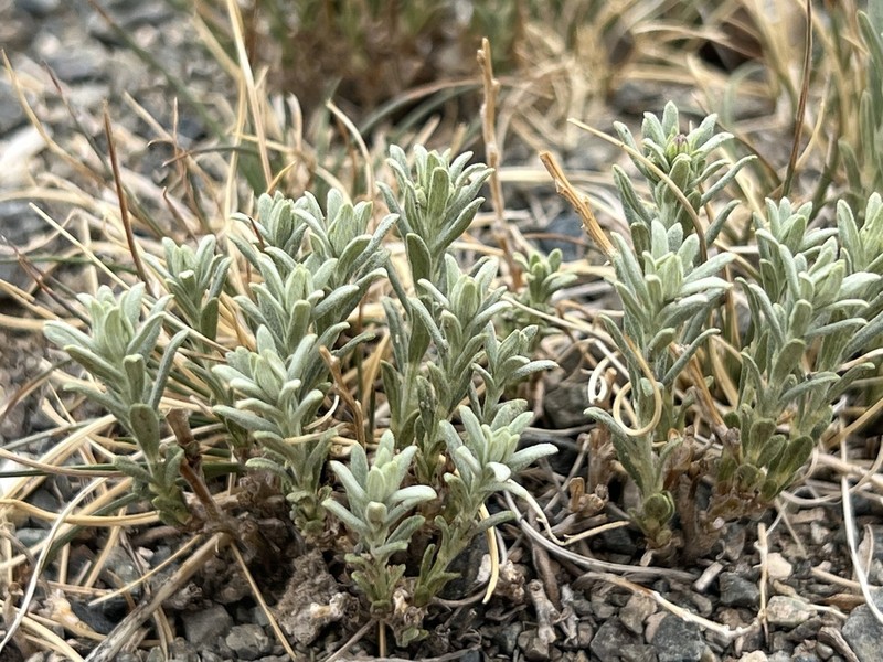 Asterothamnus heteropappoides