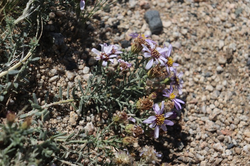 Asterothamnus heteropappoides photo 2