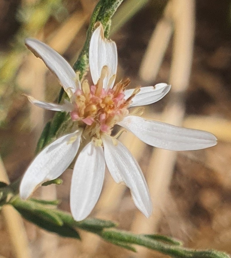 Asterothamnus molliusculus photo 4