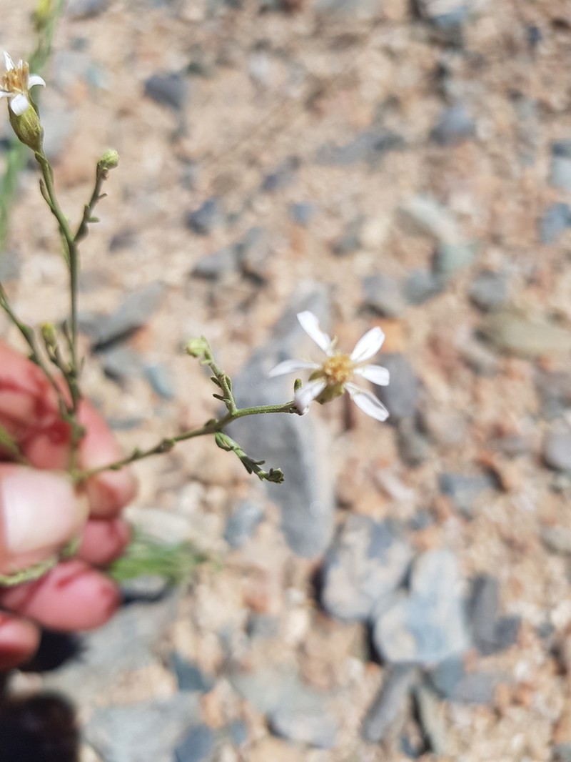 Asterothamnus molliusculus photo 5