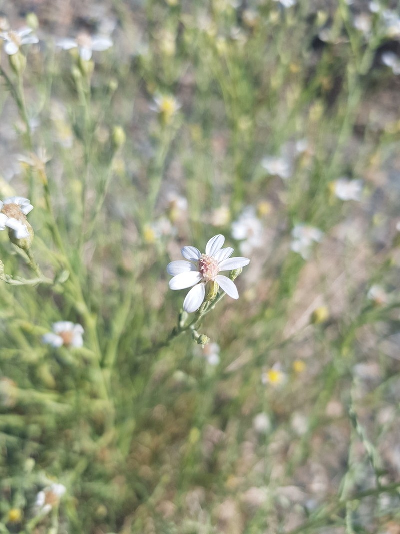 Asterothamnus molliusculus photo 6