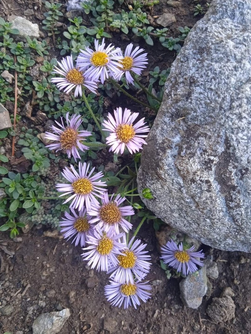 Asterothamnus molliusculus photo 7