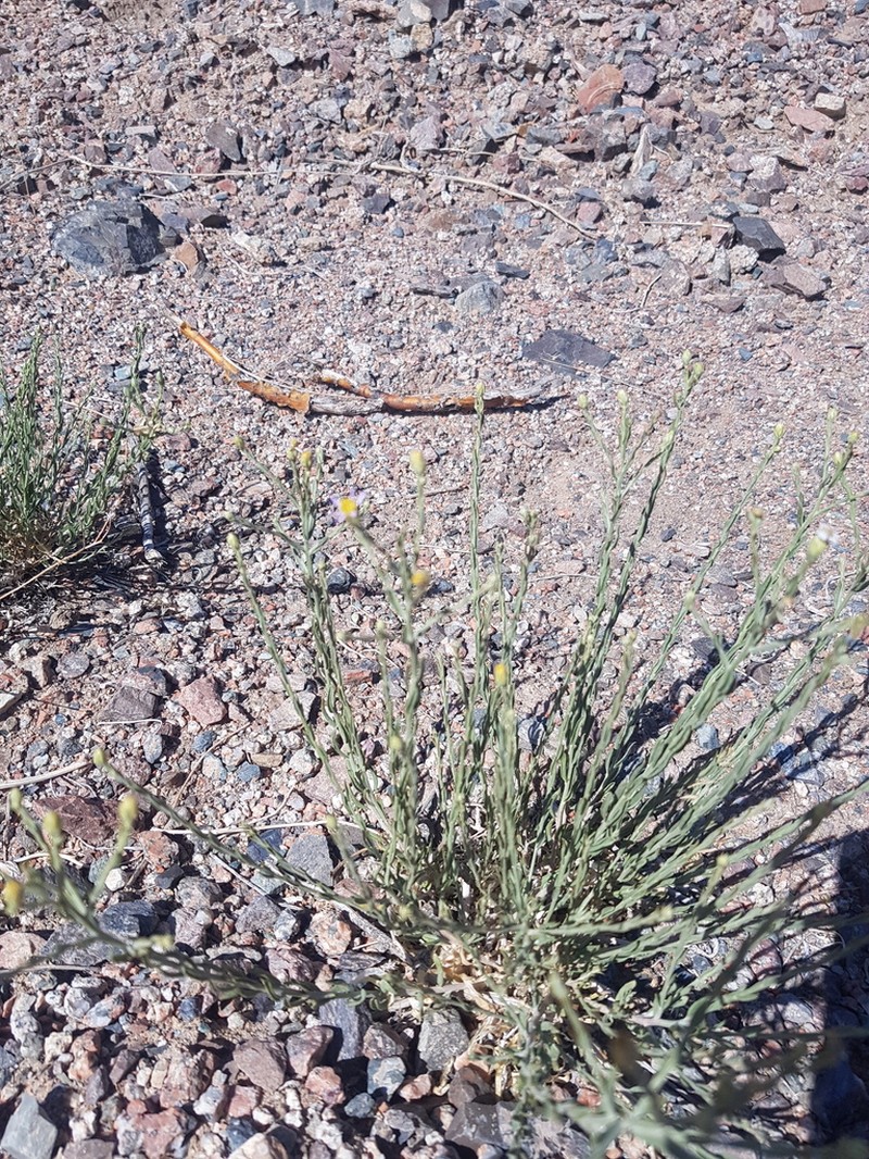 Asterothamnus molliusculus photo 8