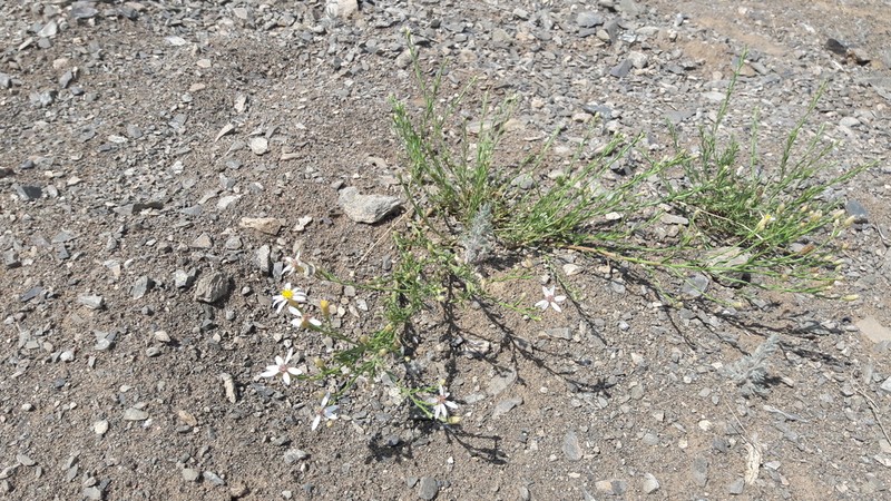 Asterothamnus molliusculus