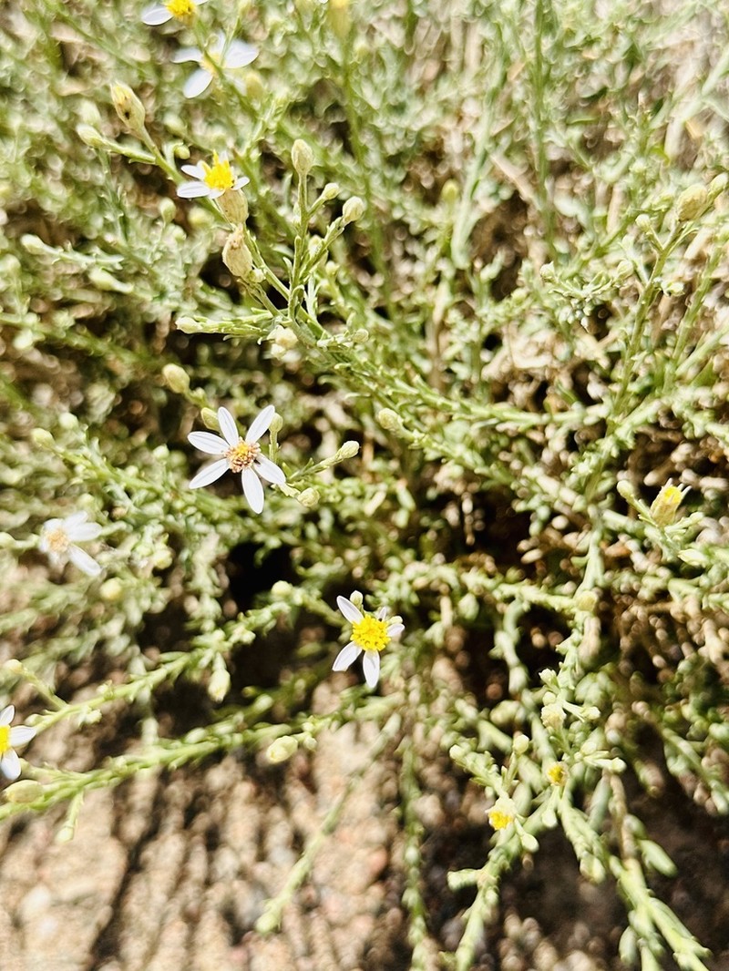 Asterothamnus molliusculus photo 2