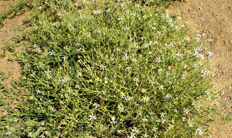 Asterothamnus molliusculus photo 3