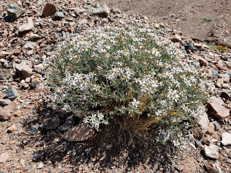 Asterothamnus poliifolius photo 2