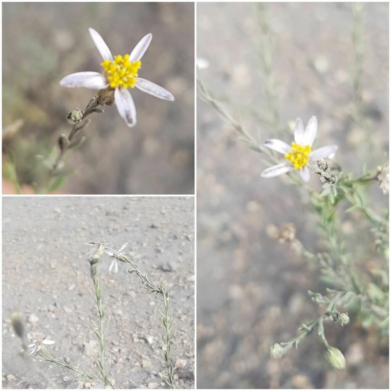 Asterothamnus poliifolius photo 3