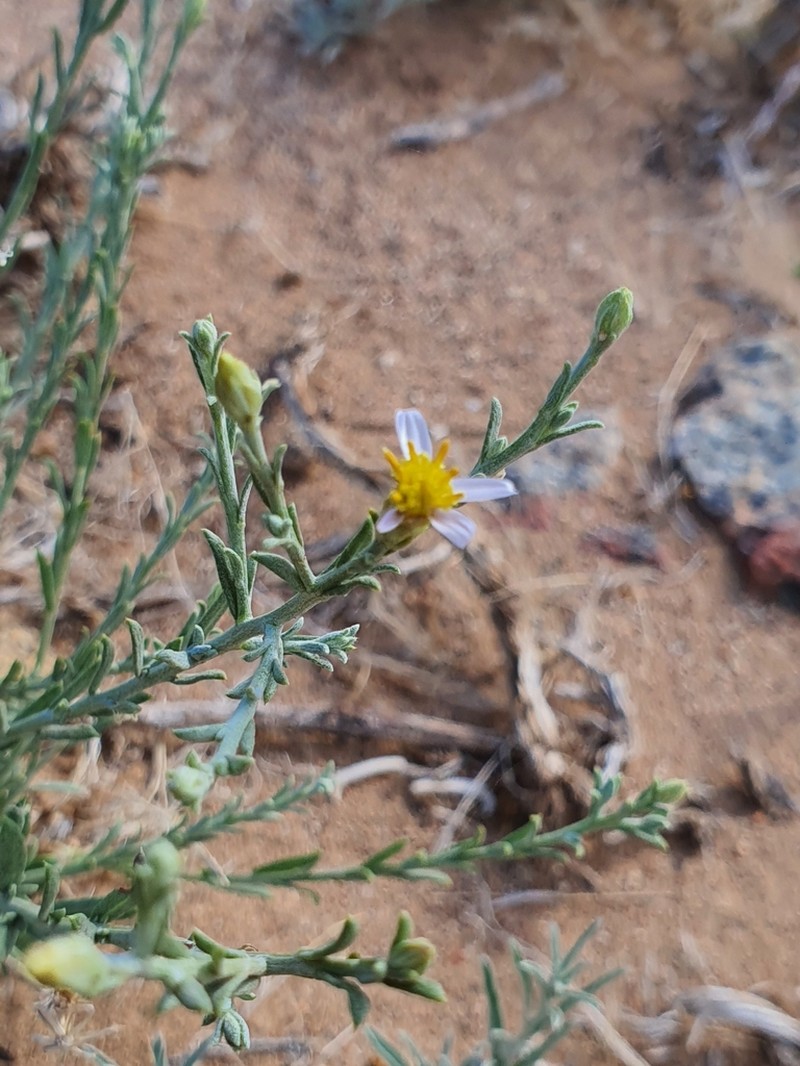 Asterothamnus poliifolius photo 4